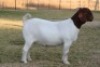 1X BOER GOAT FLOCK 7-167 DOE BOSLAND BOERDERY