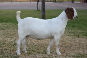 WITHDRAWN - 1X BOER GOAT DOE BOSLAND BOERDERY