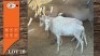 2X WIT BLESBOK M:2 (Per Piece to take the lot/Per stuk om lot te neem)