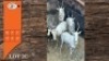 4X WIT BLESBOK V/F:4 (Per Piece to take the lot/Per stuk om lot te neem)