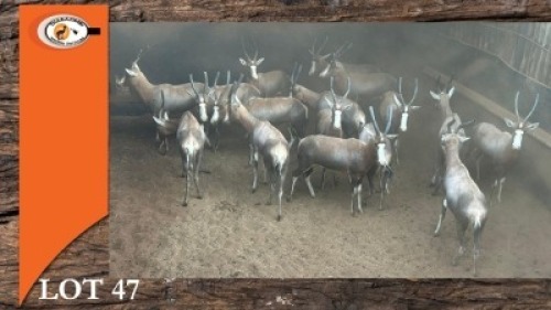 17X BLESBOK V/F:17 (Per Piece to take the lot/Per stuk om lot te neem)