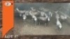17X BLESBOK V/F:17 (Per Piece to take the lot/Per stuk om lot te neem)