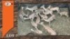 17X ROOIBOK M:4 V/F:13 (Per Piece to take the lot/Per stuk om lot te neem)