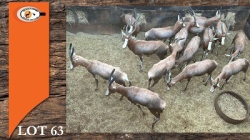 16X BLESBOK V/F:16 (Per Piece to take the lot/Per stuk om lot te neem)