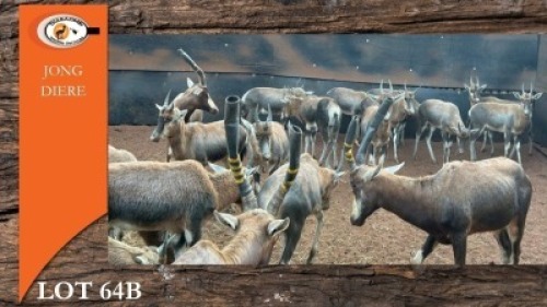 17X BLESBOK (Per Piece to take the lot/Per stuk om lot te neem)