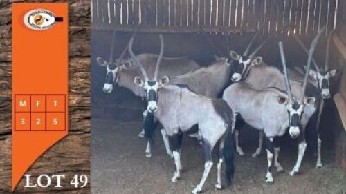 5X GEMSBOK M:3 V/F:2 (Per Piece to take the lot/Per stuk om lot te neem)