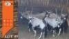 5X GEMSBOK M:3 V/F:2 (Per Piece to take the lot/Per stuk om lot te neem)