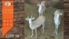 3X WHITE FLANK M:3 (Per Piece to take the lot/Per stuk om lot te neem)