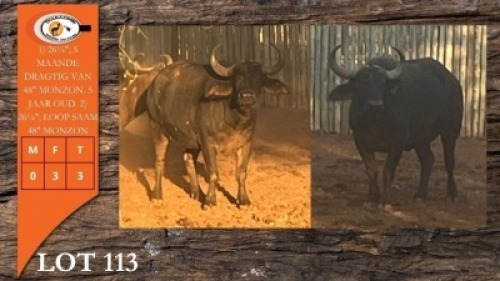 3X BUFFEL V/F:3 (Per Piece to take the lot/Per stuk om lot te neem)