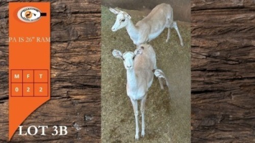 2X WHITE FLANK V/F:2 (Per Piece to take the lot/Per stuk om lot te neem)