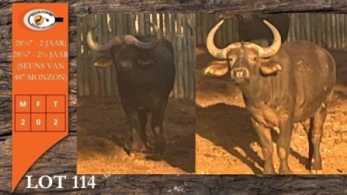 2X BUFFEL M:2 (Per Piece to take the lot/Per stuk om lot te neem)