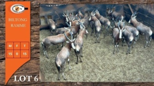 15X BLESBOK M:15 (Per Piece to take the lot/Per stuk om lot te neem)