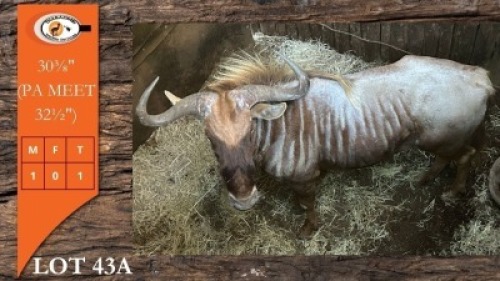 1X GOUE WILDEBEES M:1