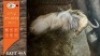 1X GOUE WILDEBEES M:1