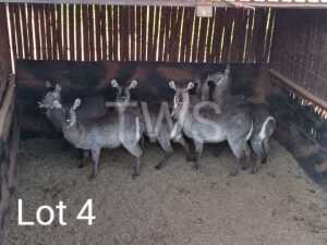 V/F: 4 T: 4 x Waterbok/Waterbuck Elandskloof Wildsplaas & Wesland Farming CC (Pay per Piece to take the lot)