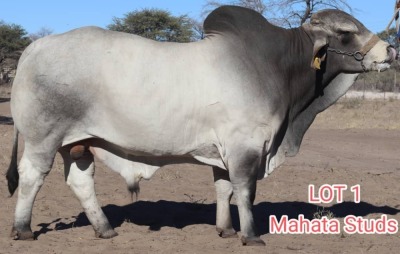 1X GREY BRAHMAN BULL MAHATA