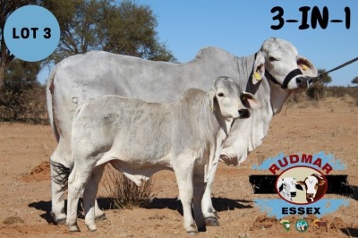 1+1X GREY BRAHMAN 3-IN-1 ESSEX