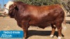 1X SIMMENTAL BULL THOLO HOLDINGS