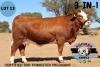 1+1X SIMMENTAL 3-IN-1 ESSEX