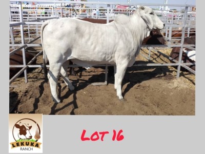 1X GREY BRAHMAN HEIFER LEKUKA INVESTMENTS