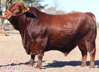 1X DROUGHTMASTER BULL MAHATA