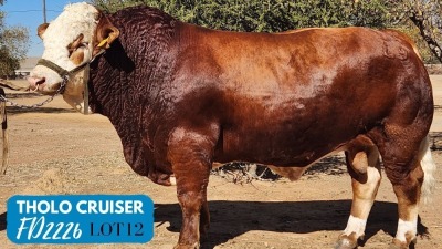 1X SIMMENTAL BULL THOLO HOLDINGS