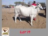 1X GREY BRAHMAN HEIFER LEKUKA INVESTMENTS