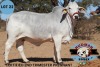 1X GREY BRAHMAN HEIFER ESSEX