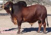 1X RED BRAHMAN BULL MAHATA