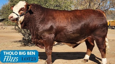 1X SIMMENTAL BULL THOLO HOLDINGS