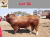 1X SIMBRA BULL LEKUKA INVESTMENTS