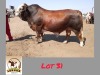 1X SIMBRA BULL LEKUKA INVESTMENTS