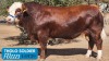 1X SIMMENTAL BULL THOLO HOLDINGS