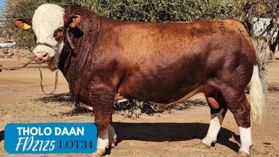 1X SIMMENTAL BULL THOLO HOLDINGS