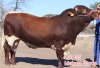 1X PINZGAUER BULL MAHATA