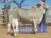 1+1X GREY BRAHMAN COW & CALF DORSLAND STUDS