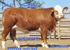 1X SIMMENTAL HEIFER DORSLAND STUDS