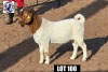 1X BOERGOAT BUCK HACKETTE (PTY) LTD