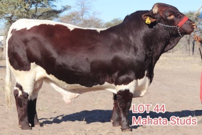 1X PINZGAUER BULL MAHATA