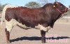 1X PINZGAUER BULL MAHATA