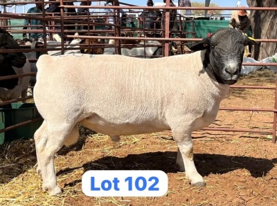 1X DORPER RAM PHILLIP VAN NIEKERK