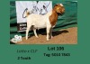 1X BOERGOAT BUCK CALLIE LEMCKE FARMING