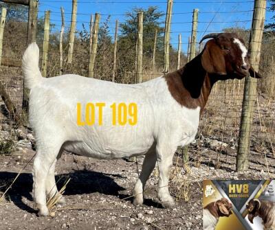 1X BOERGOAT DOE HV8 BOER GOATS