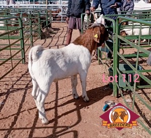 1X BOERGOAT BUCK VATIRA KAMBURA