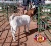 1X BOERGOAT BUCK VATIRA KAMBURA