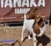 1X BOERGOAT DOE GILBERT PEACOCK JNR