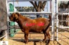 1X KALAHARI RED BUCK THE A&G FARMSTEAD