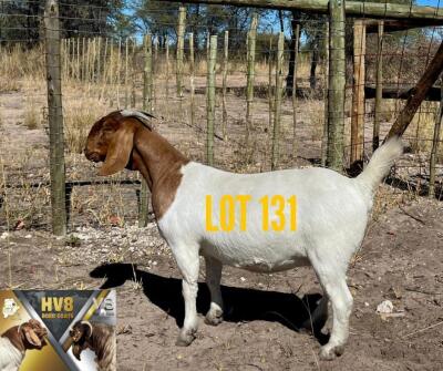 1X BOERGOAT DOE HV8 BOER GOATS