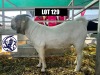 1X BOERGOAT BUCK HACKETTE (PTY) LTD