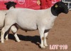 1X DORPER RAM LAMBERT VORSTER